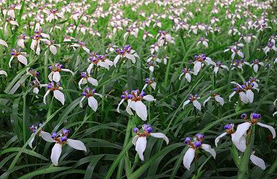 《Sky光·遇》12月7日登陆PS平台 游戏新宣传片公开